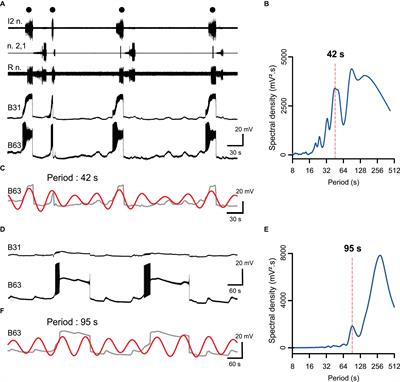 Sodium-mediated plateau potentials in an identified decisional neuron contribute to feeding-related motor pattern genesis in Aplysia